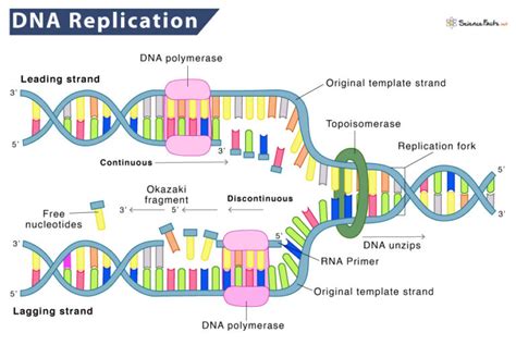 what are the results of dna replication|DNA Replication: Steps, Process, Diagram And Simple .